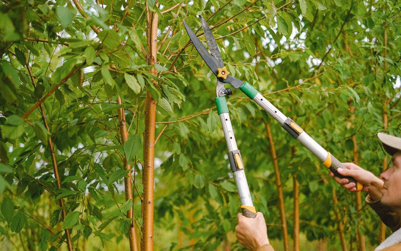 Tree trimming in Ravenswood, WV